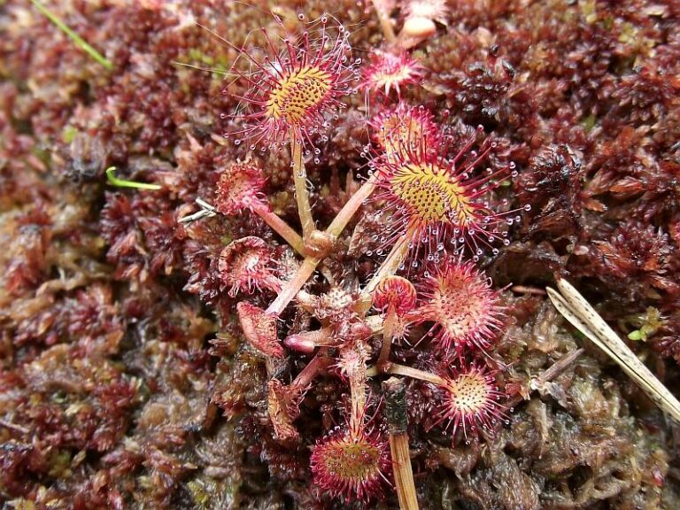 Aldrowanda Peczerzykowata