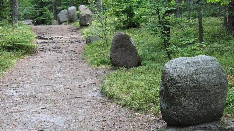 Roztoczański_Park_Narodowy_droga_do_obszaru_ochrony_ścisłej_Bukowa_Góra_2025-08-26_p2 (Copy)