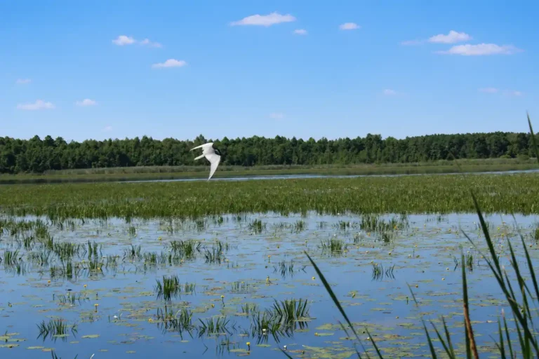 jezioro spływy1